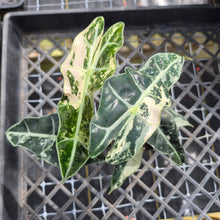 Load image into Gallery viewer, Alocasia polly snowflake variegated, Exact Plant Ships Nationwide.
