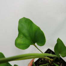 Load image into Gallery viewer, Anthurium Brownii, 4'' pot, ships nationwide