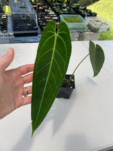 Load image into Gallery viewer, Anthurium Cirinoi, Exact Plant Ships Nationwide