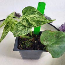 Load image into Gallery viewer, Philodendron Hederaceum, Heart Leaf, Exact Plant Variegated Ships Nationwide