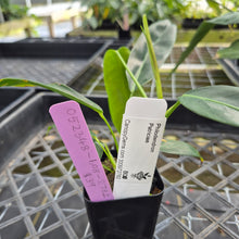 Load image into Gallery viewer, Philodendron Patriciae, Exact Plant Ships Nationwide