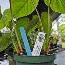 Load image into Gallery viewer, Philodendron Gloriosum, Pink Veined Back, Exact Plant Ships Nationwide