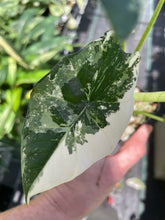 Load image into Gallery viewer, Alocasia Simpo Albo variegated 2.5" pot, Fedex 2day*