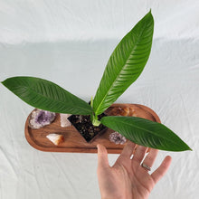 Load image into Gallery viewer, Philodendron Campii Lynette 4" pot, ships nationwide