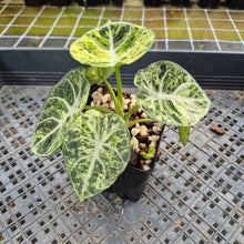 Load image into Gallery viewer, Alocasia Ninja Tricolor Splash, Black Velvet Variegated exact plant, Fedex 2day*