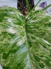 Load image into Gallery viewer, Giganteum Blizzard, exact plant, variegated Philodendron, ships nationwide