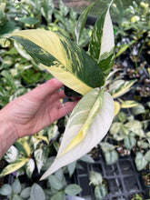 Load image into Gallery viewer, Rhaphidophora Lobbii Variegated 2.5" pot, Fedex 2day*