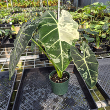 Load image into Gallery viewer, Alocasia Frydek Variegated exact plant, Fedex 2day*