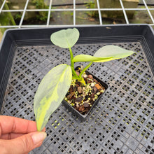 Load image into Gallery viewer, Philodendron Hastatum Silver Sword Variegated exact plant, Fedex 2day*
