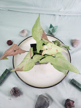 Load image into Gallery viewer, Strawberry Milk Pink Salmon, exact plant, variegated Syngonium, ships nationwide