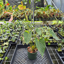 Load image into Gallery viewer, Anthurium Speckled Butterfly Shibori AFF Variegated exact plant, Fedex 2day*