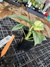 Load image into Gallery viewer, Alocasia silver dragon aurea Exact Plant Variegated Ships Nationwide