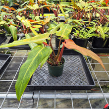 Load image into Gallery viewer, Philodendron Orange Marmalade, Exact Plant Ships Nationwide