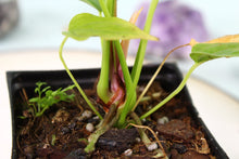 Load image into Gallery viewer, Anthurium Propinquum, exact plant, ships nationwide