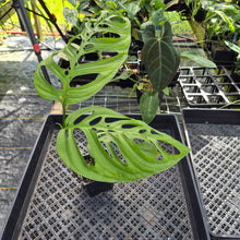 Load image into Gallery viewer, Monstera Esqueleto, Exact Plant Ships Nationwide