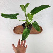 Load image into Gallery viewer, Philodendron Deflexum, Exact Plant
