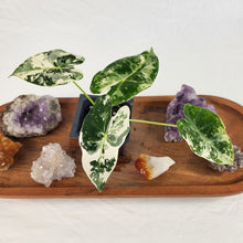 Load image into Gallery viewer, Alocasia Frydek Variegated 2.5" pot, Fedex 2day*