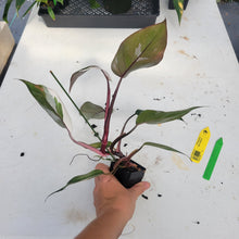 Load image into Gallery viewer, Philodendron Red Anderson, Exact Plant Ships Nationwide