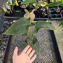 Load image into Gallery viewer, Anthurium Papillilaminum Fort Sherman X ( FS X Ralph Lynam), Ships Nationwide