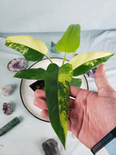 Load image into Gallery viewer, Domesticum, Exact Plant, variegated Philodendron