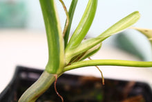 Load image into Gallery viewer, Variegated Philodendron Bipennifolium exact plant, ships nationwide