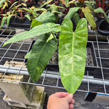 Load image into Gallery viewer, Philodendron Jose Buono, Exact Plant Variegated Ships Nationwide