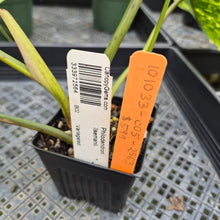 Load image into Gallery viewer, Philodendron Ilsemanii Variegated exact plant, Fedex 2day*