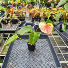 Load image into Gallery viewer, Anthurium Speckled Butterfly Shibori AFF, Exact Plant Variegated Ship Nationwide