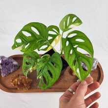 Load image into Gallery viewer, Monstera Adansonii Aurea, Exact Plant Variegated