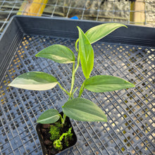 Load image into Gallery viewer, Scindapsus Blue Albo, Exact Plant Variegated Ships Nationwide