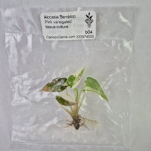 Load image into Gallery viewer, Alocasia Bambino Pink variegated tissue culture 2DayAir