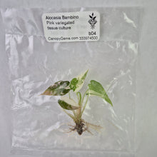 Load image into Gallery viewer, Alocasia Bambino Pink variegated tissue culture 2DayAir