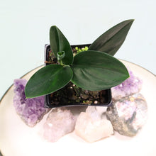 Load image into Gallery viewer, Scindapsus Treubii Dark Form Shipped Nationwide