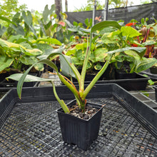 Load image into Gallery viewer, Philodendron Sagittifolium, Tuxtlanum Rubra, Exact Plant Ships Nationwide