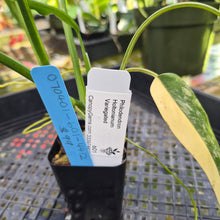 Load image into Gallery viewer, Philodendron Holtonianum Variegated, Exact Plant Ships Nationwide