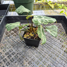Load image into Gallery viewer, Philodendron Gloriosum Snow Leopard, variegated, Exact Plant Ships Nationwide