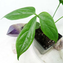 Load image into Gallery viewer, Anthurium Clavigerum. no shipping: ca,az,tx,la