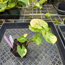 Load image into Gallery viewer, Syngonium Mango Allusion, Orm Thong, Exact Plant Variegated Ships Nationwide