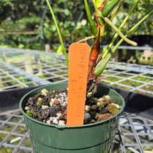 Load image into Gallery viewer, Anthurium White Obake 'Tropic Ice', Exact Plant