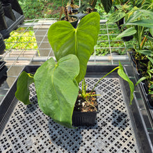 Load image into Gallery viewer, Anthurium Warocqueanum x Noid exact plant, Fedex 2day*
