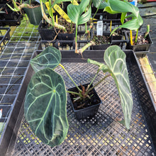 Load image into Gallery viewer, Anthurium "Michelle x Zara" x Noid Hybrid, Exact Plant Ships Nationwide