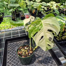 Load image into Gallery viewer, Monstera Borsigiana Albo Deliciosa Variegated exact plant, Fedex 2day*