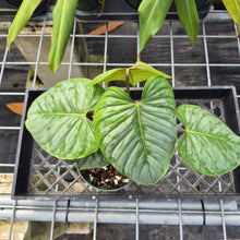 Load image into Gallery viewer, Philodendron Sodiroi True Form, Exact Plant Ships Nationwide