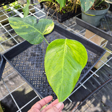 Load image into Gallery viewer, Monstera Borsigiana Aurea, Exact Plant Variegated Ships Nationwide