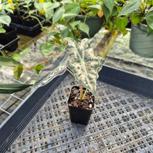 Load image into Gallery viewer, Alocasia nobilis pink Variegated Ships Nationwide