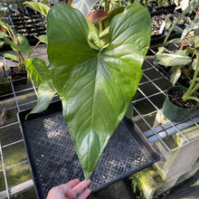 Load image into Gallery viewer, Anthurium Watermaliense exact plant, Fedex 2day