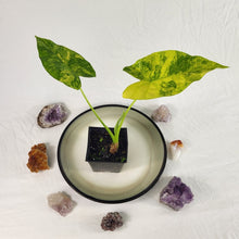 Load image into Gallery viewer, Alocasia Gageana Aurea, Exact Plant Variegated