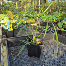 Load image into Gallery viewer, Philodendron Polypodoides, Exact Plant Ships Nationwide