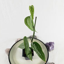 Load image into Gallery viewer, Anthurium Sp. Limon, Exact Plant Ships Nationwide