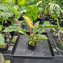 Load image into Gallery viewer, Philodendron Ring Of Fire Variegated exact plant, Fedex 2day*